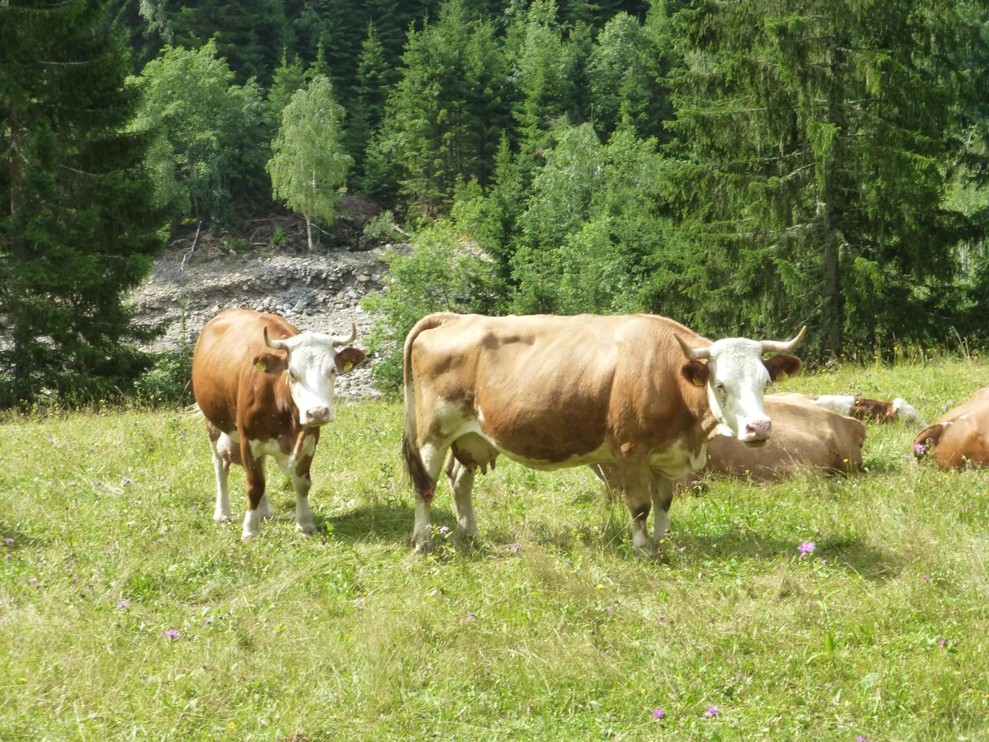 B&B,Bergheimat Oase Irschen Buitenkant foto